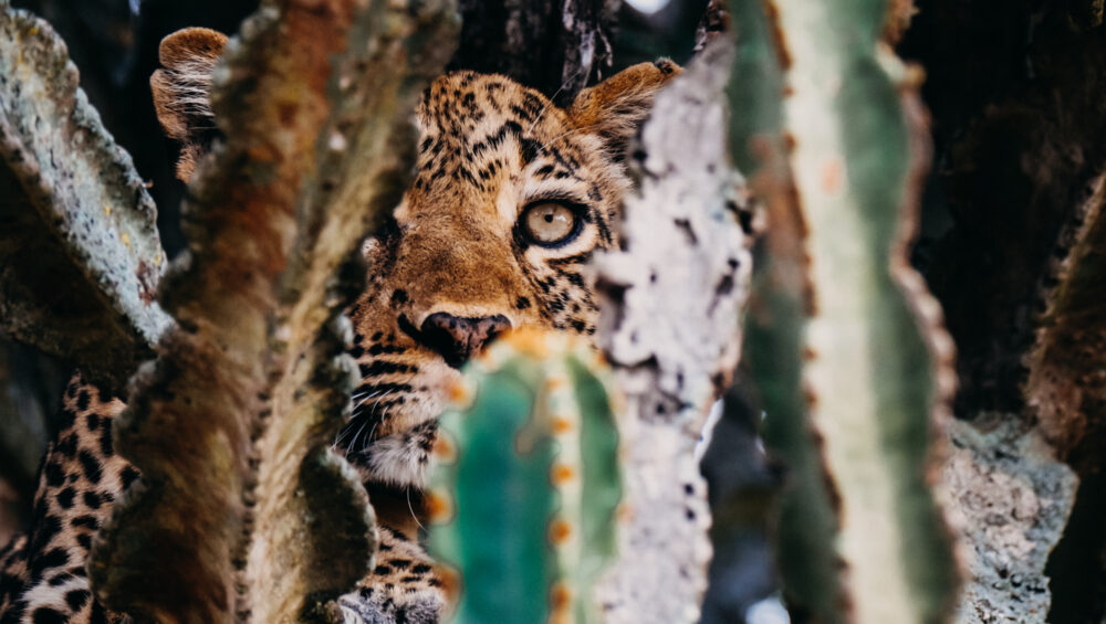 Leopard in queen Elizabeth