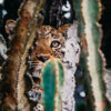 Leopard in queen Elizabeth