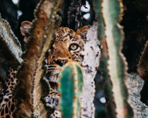 Leopard in queen Elizabeth