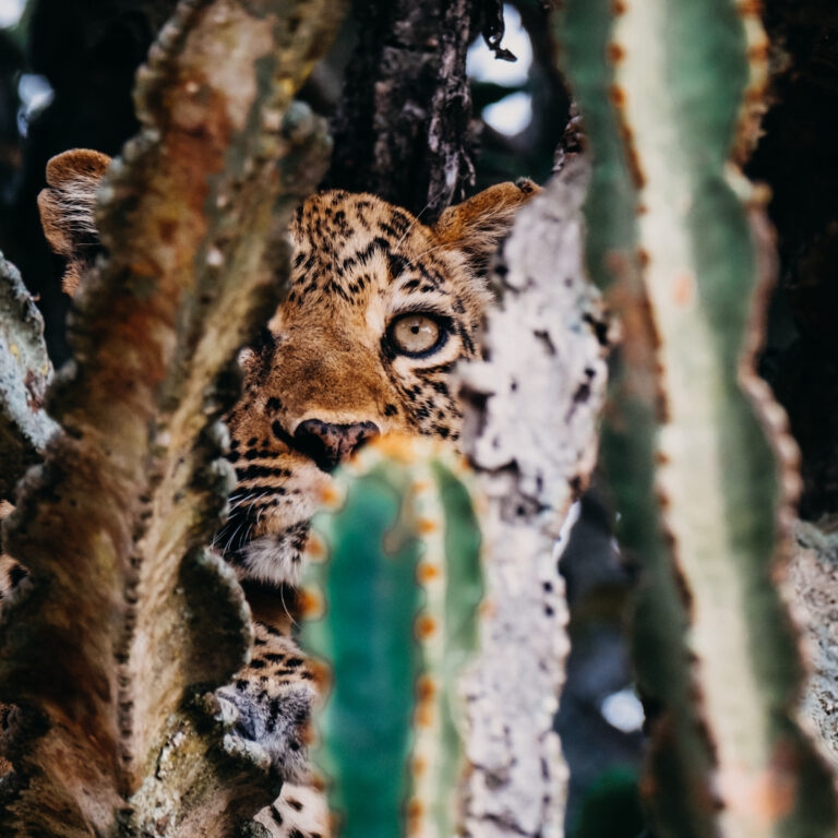 Leopard in queen Elizabeth