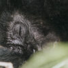 Gorilla trekking in Bwindi