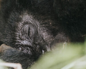 Gorilla trekking in Bwindi