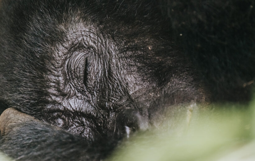 4-Day Uganda  Gorillas and Rwanda Golden Monkey Safari