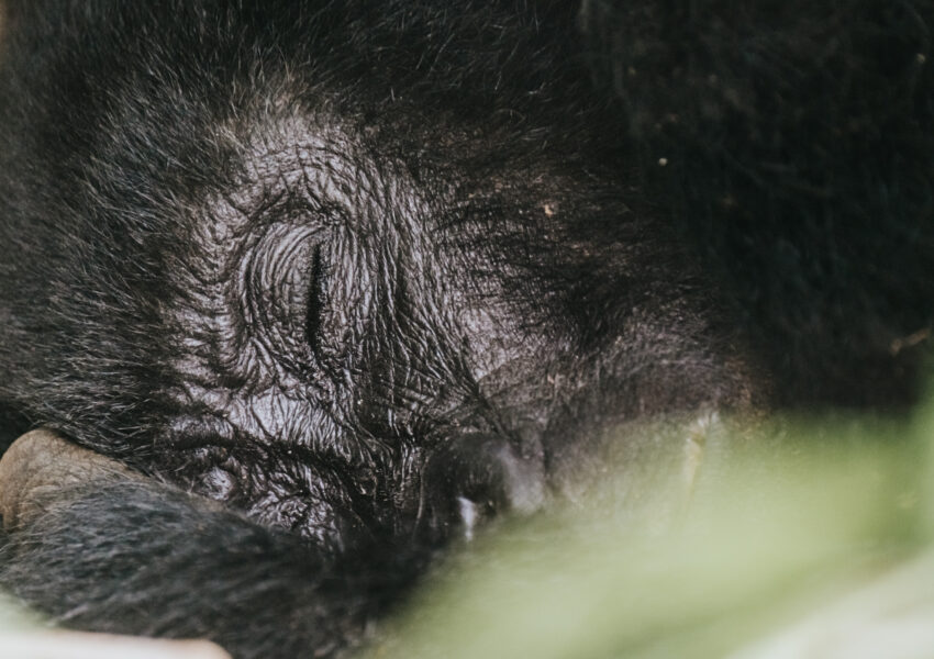 Gorilla trekking in Bwindi