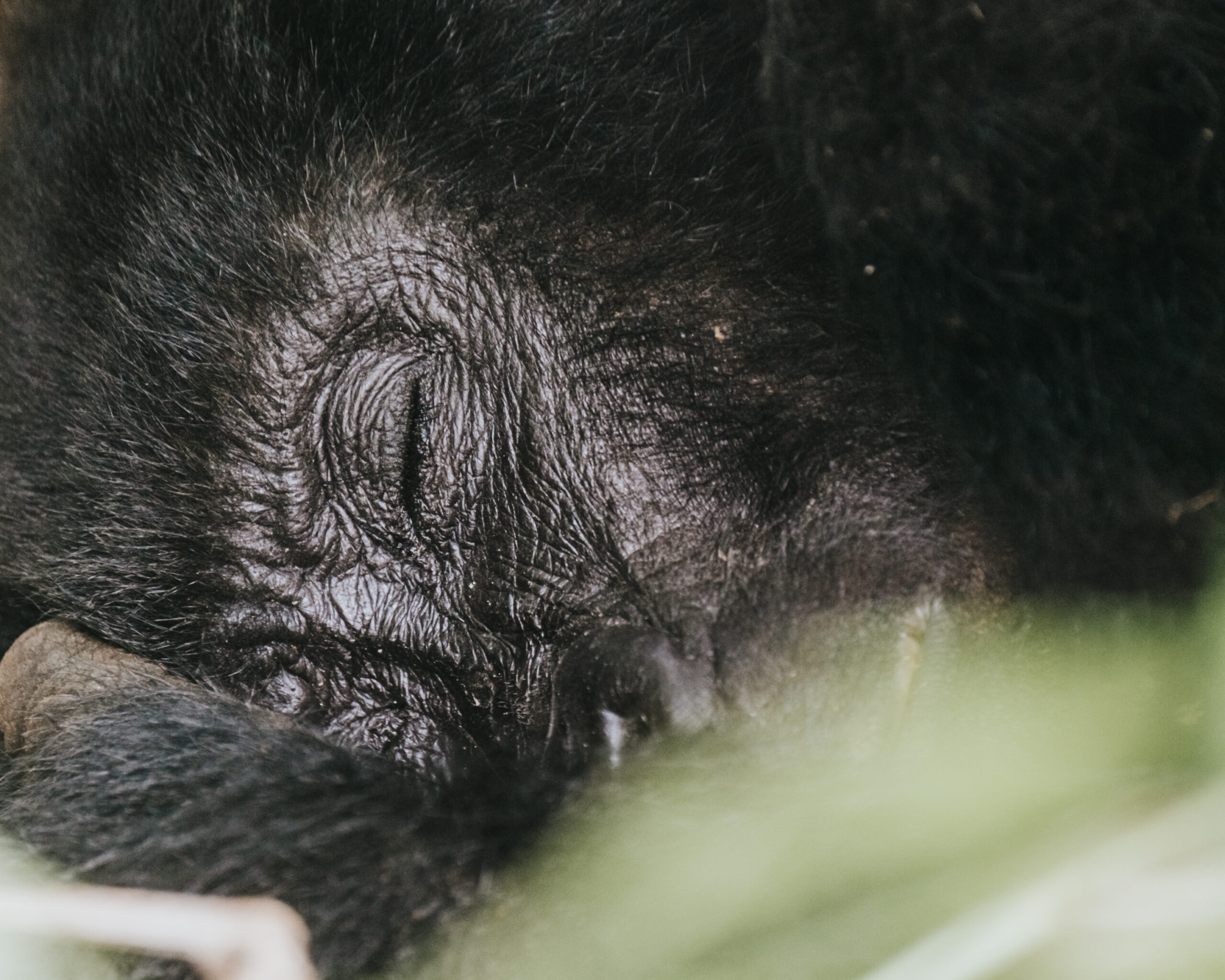 Gorilla trekking in Bwindi