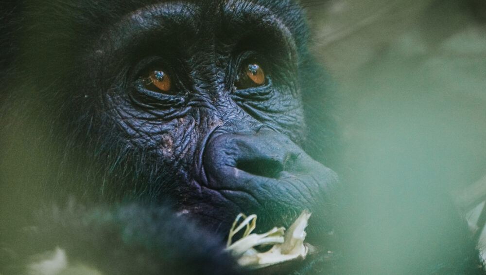 Gorilla Trekking In Volcanoes National Park