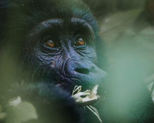 3-Day Fly-in Rwanda, Fly-out Uganda Gorilla Trekking