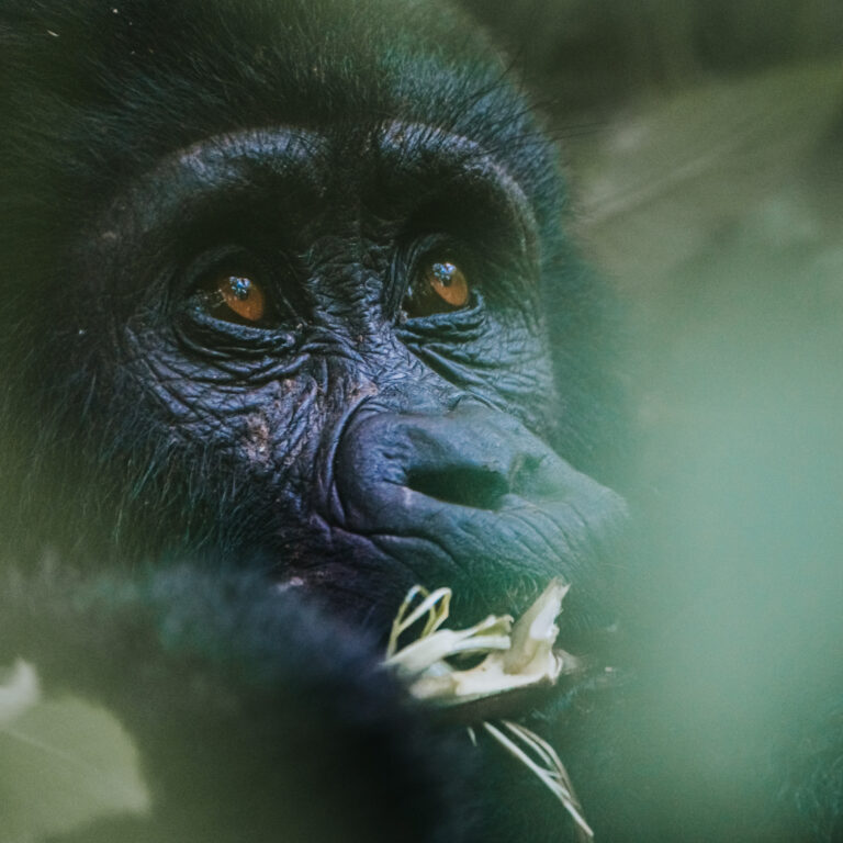 Gorilla Trekking In Volcanoes National Park