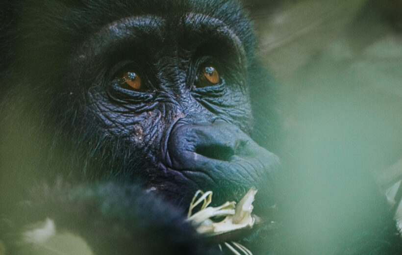 3-Day Fly-in Rwanda, Fly-out Uganda Gorilla Trekking