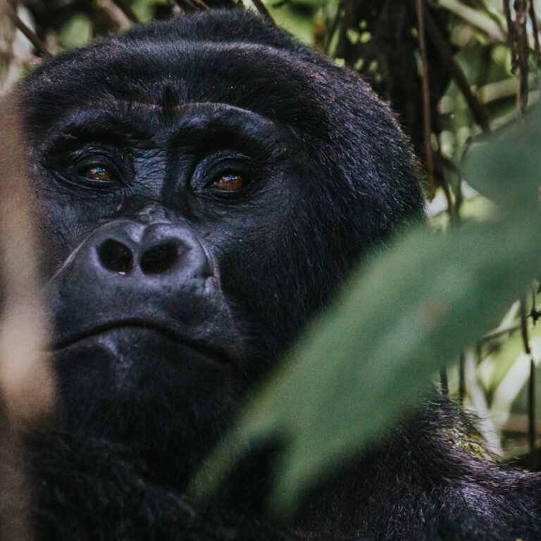 Gorilla Trekking