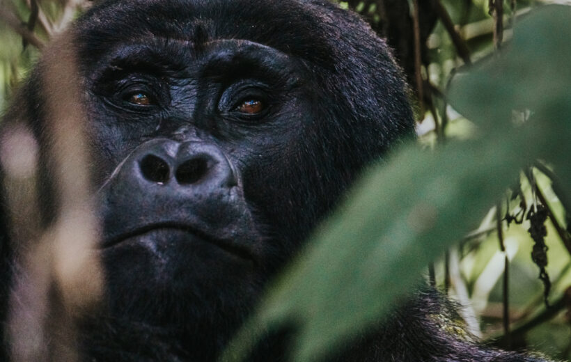 4-Day Primate Safari Rwanda - Uganda