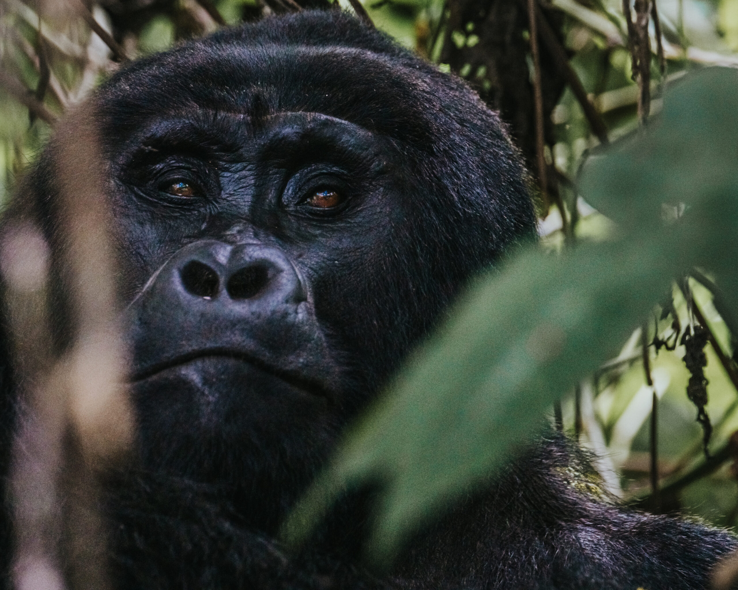 Uganda