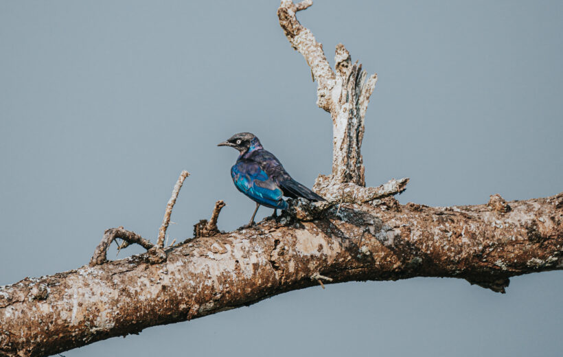 12-Day Uganda Gorilla & Wildlife Safari