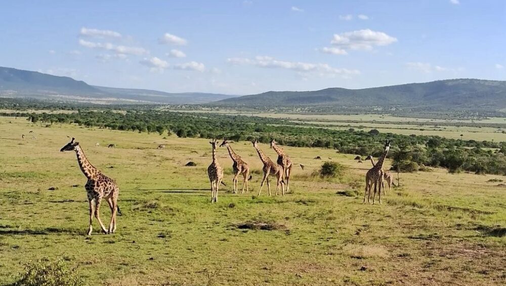 Gamedrive in Masai Mara
