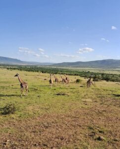 Gamedrive in Masai Mara