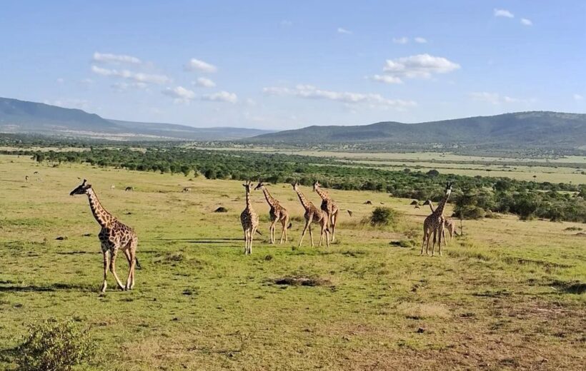 7-Day Masai Mara Nakuru Amboseli Kenya Budget Safari