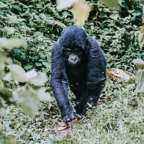 Gorillas in Bwindi forest