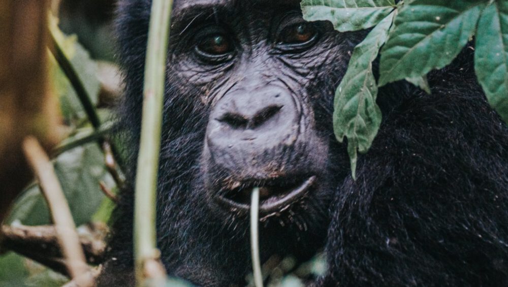 Gorilla Trekking in Bwindi Forest