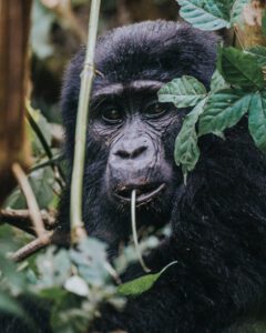 Gorilla Trekking in Bwindi Forest
