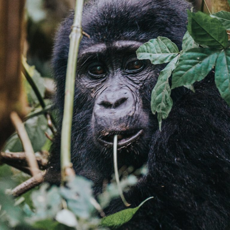 Gorilla Trekking in Bwindi Forest