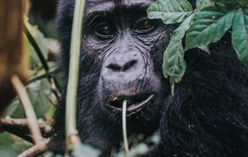 3 days fly-in trip to Bwindi Forest Uganda