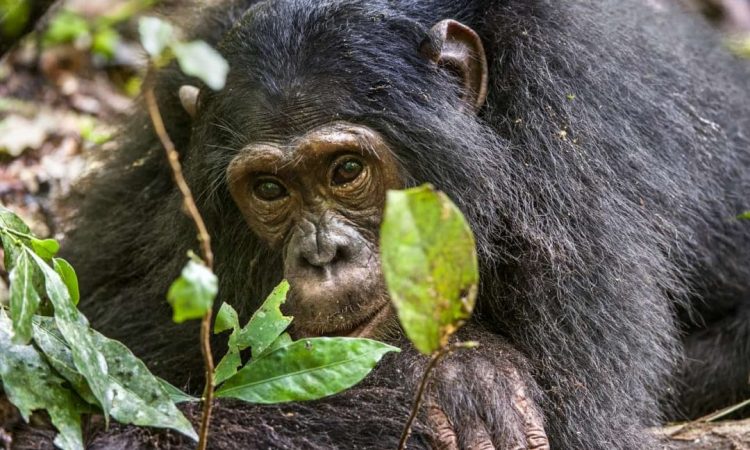 Chimpanzee trekking