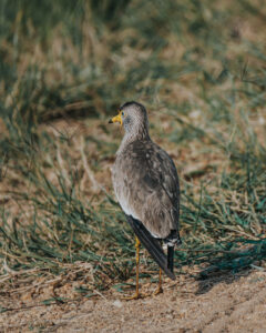 8-Day Uganda Gorillas, Chimpanzees & Wildlife