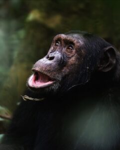 Chimpanzee - Gorilla Specialist