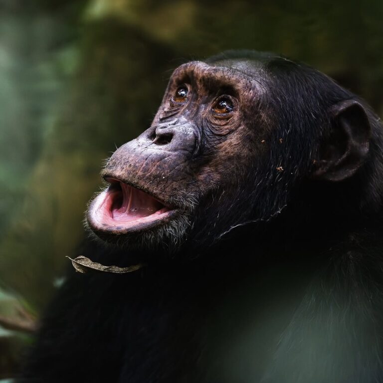 Chimpanzee - Gorilla Specialist