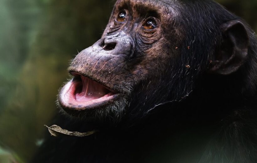 8-Day Uganda Wildlife,Chimp & Gorilla Safari