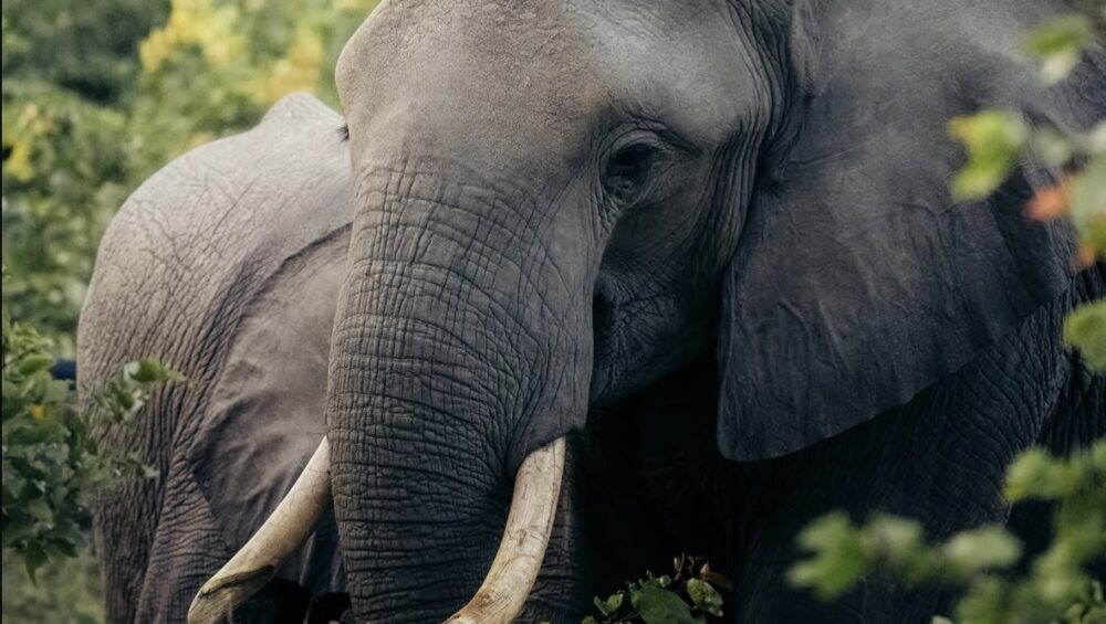Trunks, tusks, and timeless beauty- Gorilla specialist Org