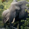 Trunks, tusks, and timeless beauty- Gorilla specialist Org
