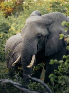 7 Day Uganda Gorilla, Chimp & Wildlife Expedition