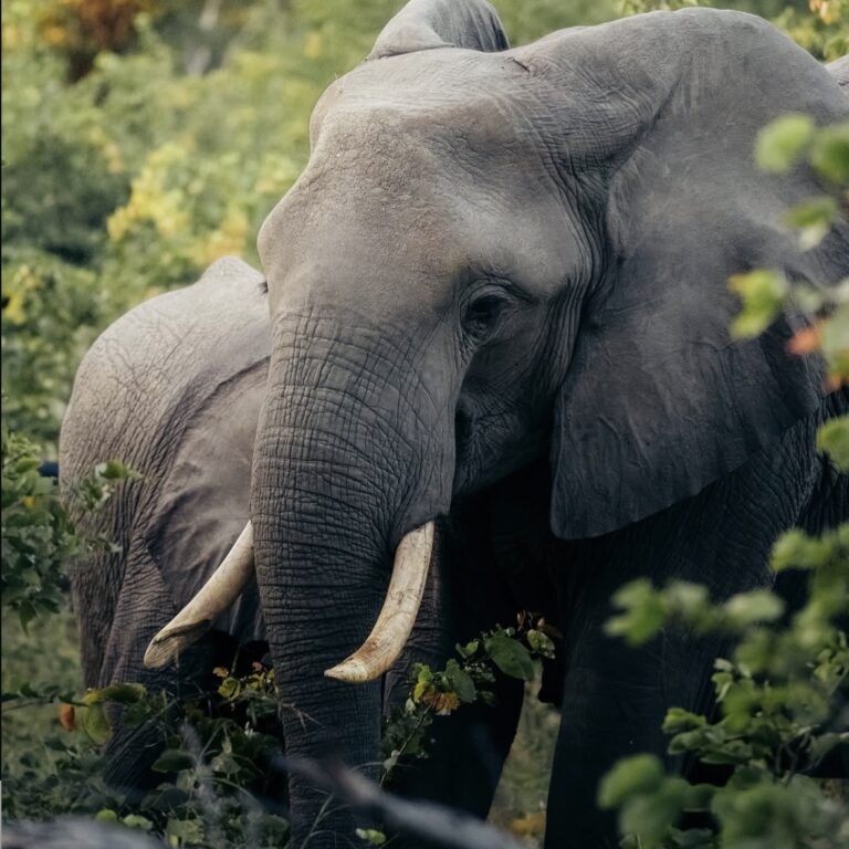 Trunks, tusks, and timeless beauty- Gorilla specialist Org
