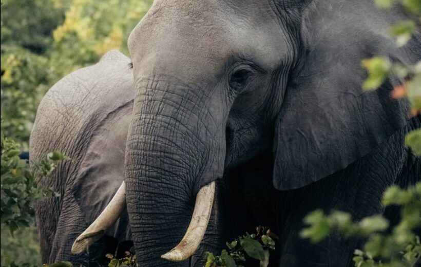 7 Day Uganda Gorilla, Chimp & Wildlife Expedition