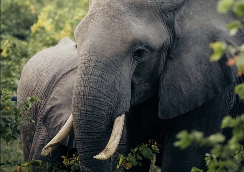 Trunks, tusks, and timeless beauty- Gorilla specialist Org